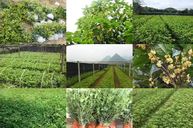 哪种桂花能泡茶喝1689576680960