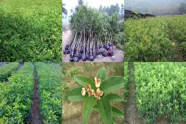 红色桂花是什么品种1685492258557