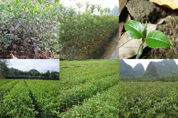 桂花是红的吗1685492295484
