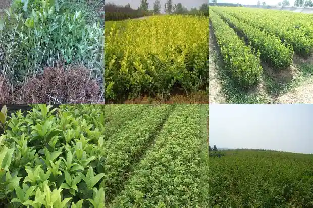 桂花是红的吗1685492295529