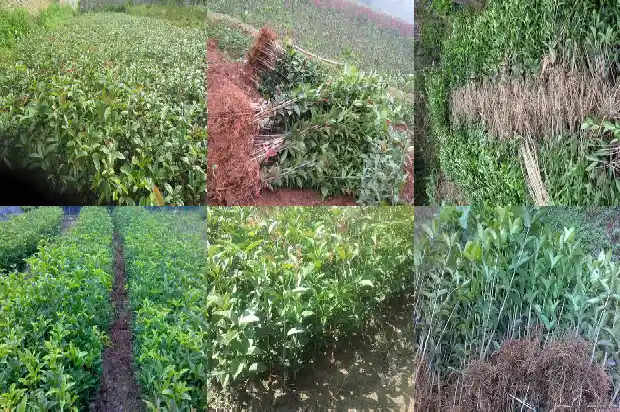 桂花是红的吗1685492295577