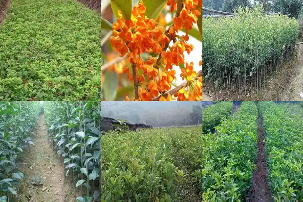 金佛桂花是什么品种的1685492405573