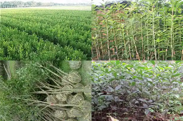 金佛桂花是什么品种的1685492405620