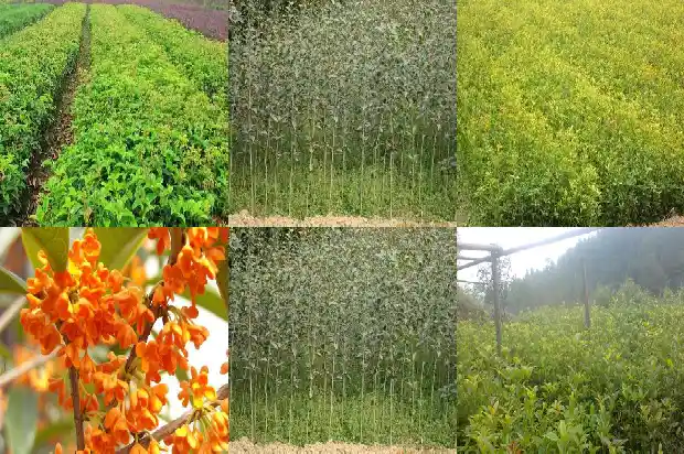 桂花有保质期吗?1689313134287