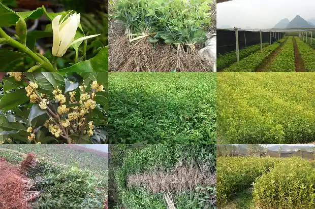 赤金桂花的学名叫什么1685492508057