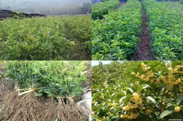 赤金桂花的学名叫什么1685492508153