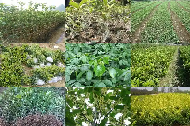 红金丹桂花特点1685492538341