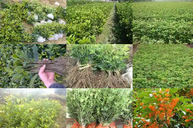 桂花木材价格行情走势最新1688434347945