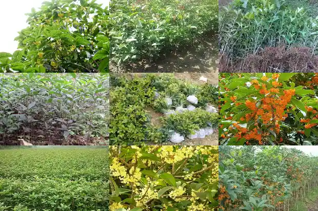 金桂树是不是桂花树1685492588285