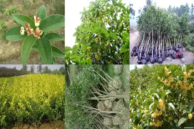 家里种金桂桂花树好吗?1685492603934