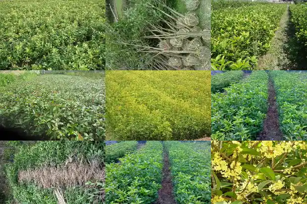 家里种金桂桂花树好吗?1685492603982