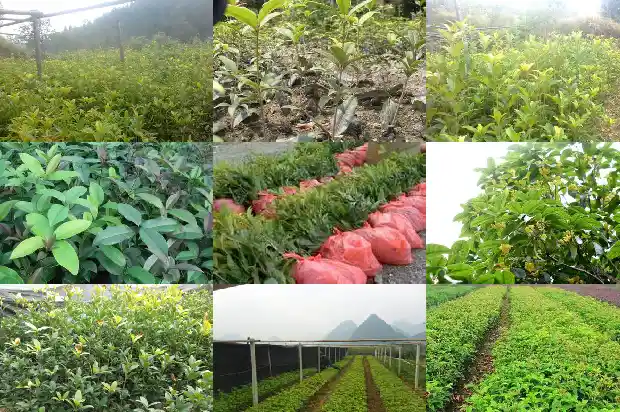 黄桂花和金桂花有什么区别1685492659868