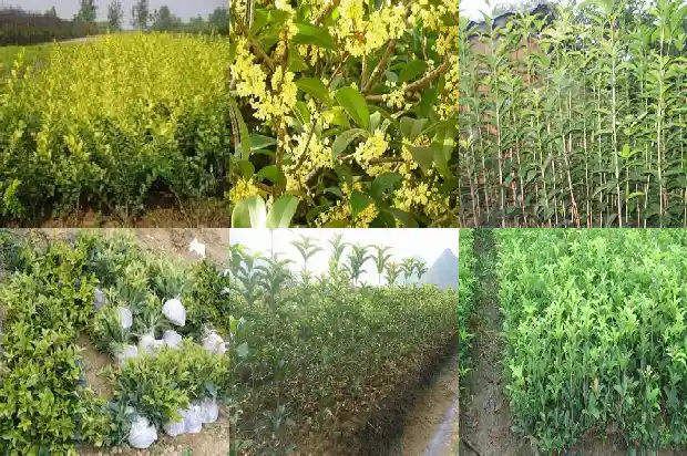 黄桂花和金桂花有什么区别1685492659915