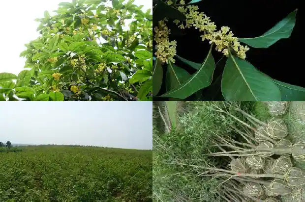 金桂花树结果吗能吃吗1685492682419