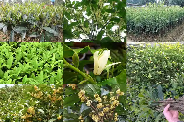 金桂花树结果吗能吃吗1685492682514