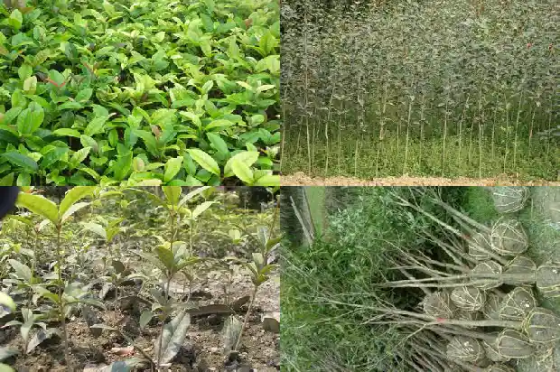 金桂花树结果吗能吃吗1685492682562