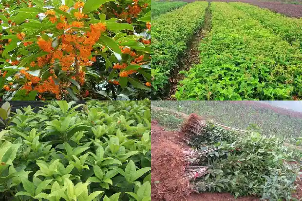 金桂花树多少钱一棵5公分的盆栽1685492740746