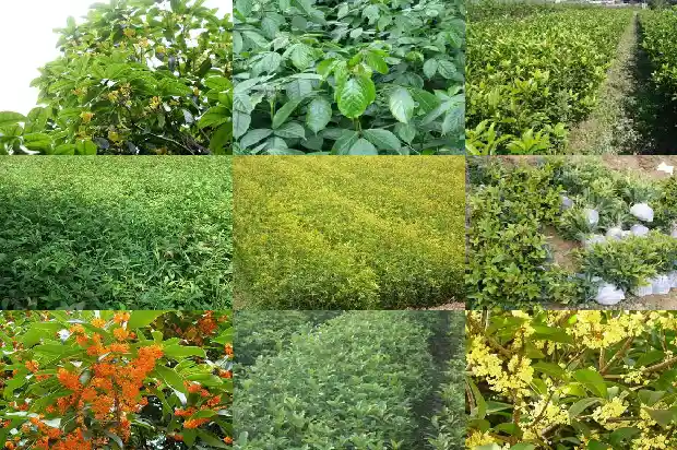 金桂花树多少钱一棵5公分的盆栽1685492740794