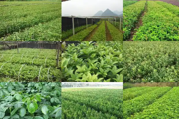 桂花树卖不出去怎么办呀1685492758452