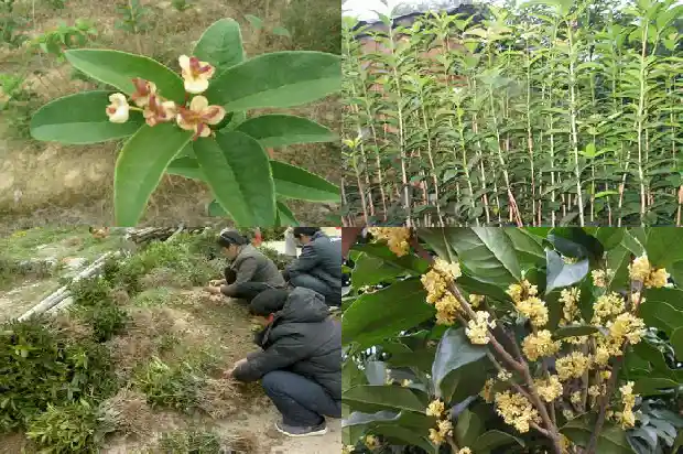 桂花树卖不出去怎么办呀1685492758500