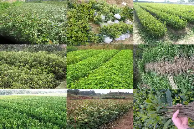 桂花树卖不出去的原因是什么1685492796795
