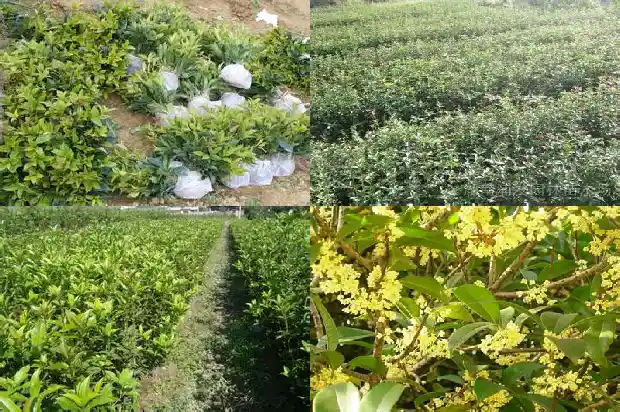 桂花树卖不出去的原因是什么1685492796890