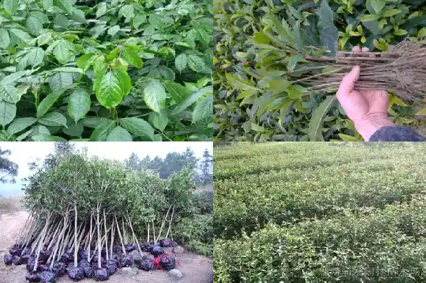 桂花树卖不出去的原因是1685492816739