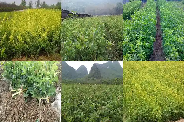 桂花树卖不出去的原因是1685492816787