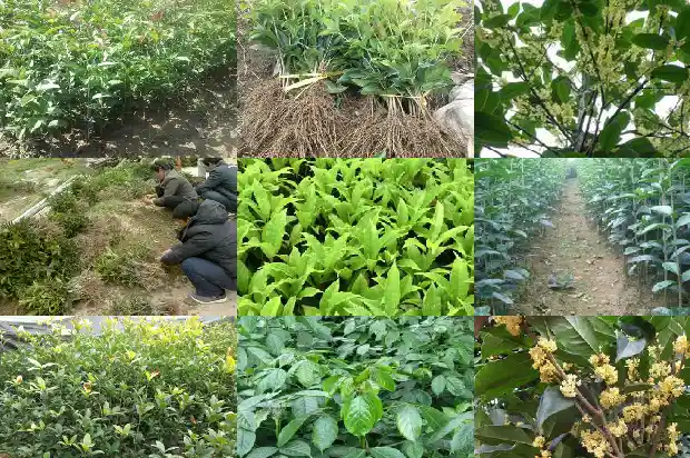 桂花树卖不出去的原因是1685492816834