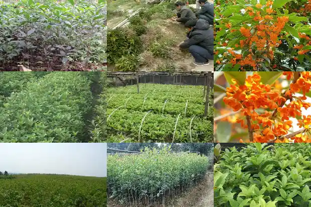 桂花树十公分价格表大全1689727015870