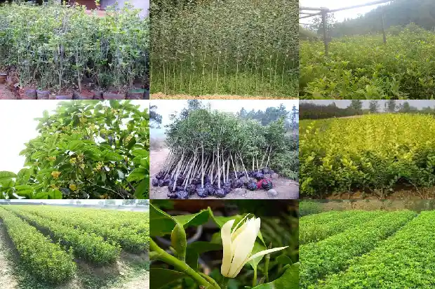 高杆桂花树的高度1690245109758