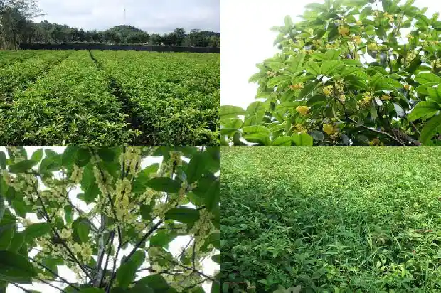 桂花树状元红是什么时间开花1689837984443