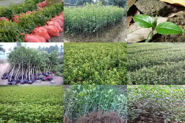 桂花茶配什么茶好1689577037884