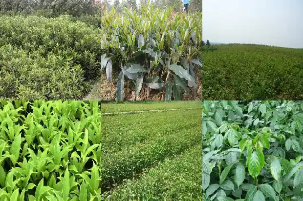 桂花树在南方还是北方1685492974894