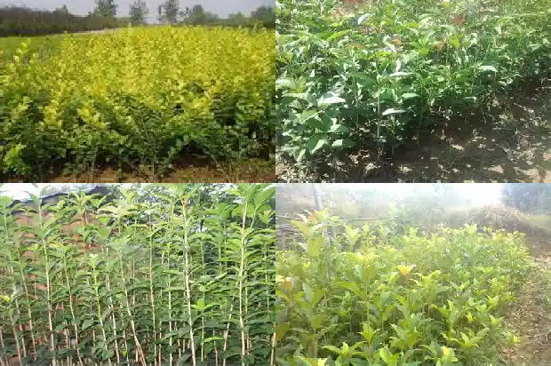 桂花树在南方还是北方1685492974989