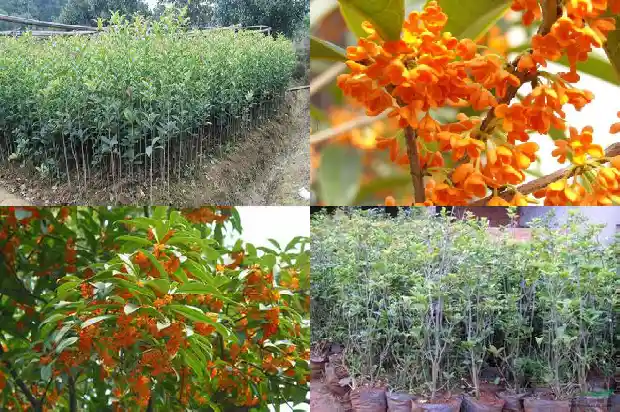 家里有桂花树好吗风水好吗1685492991204