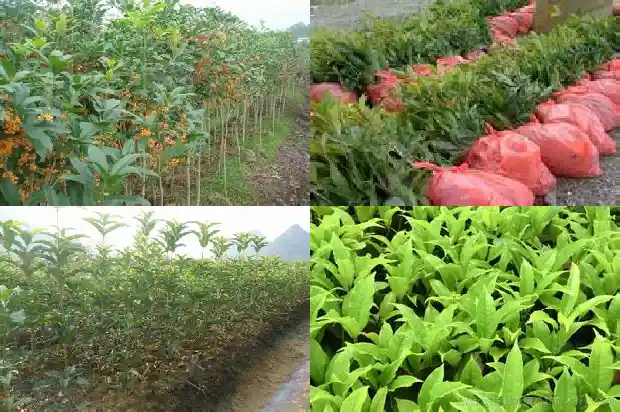 北方种四季桂花树冬天怎么办1685493015967