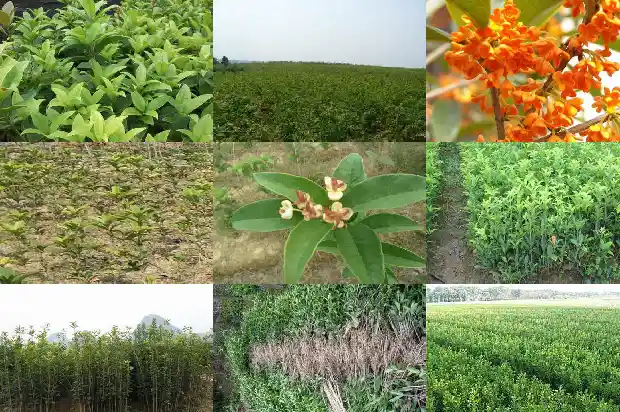北方种四季桂花树冬天怎么办1685493016015