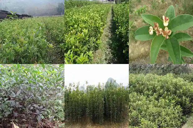北方种四季桂花树冬天怎么办1685493016063