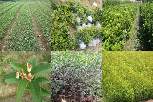 种植桂花树的前景怎样1690591414583