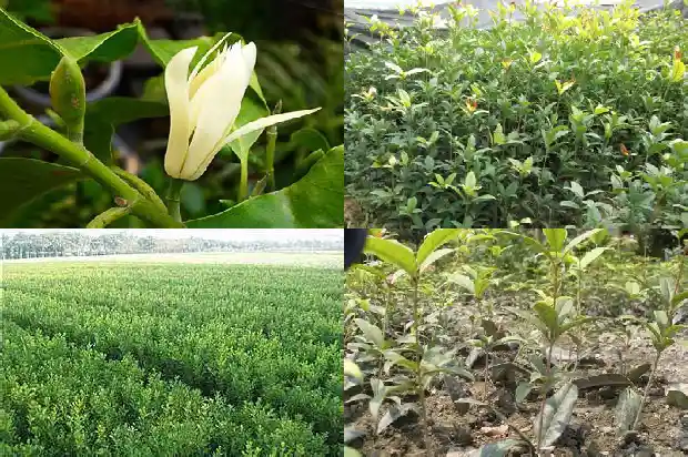 冬天刚买来的桂花怎么种活1685493072031