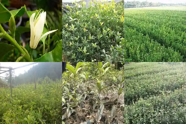 桂花冬天放在哪里好1685493092403
