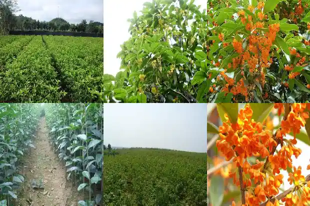 桂花冬天放在哪里好1685493092450