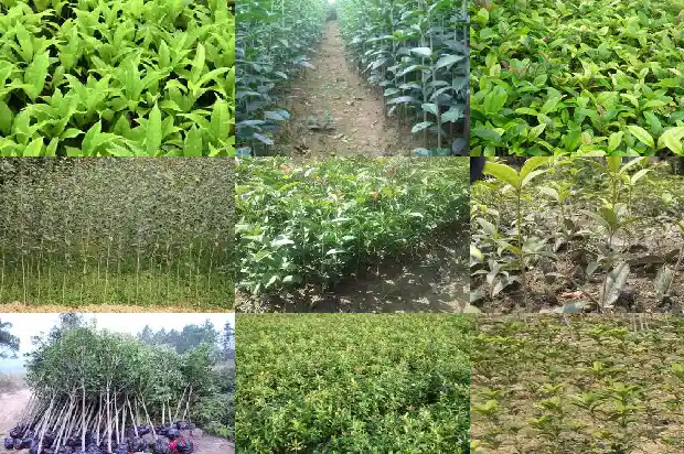 桂花刚种下需要注意什么1685493112830