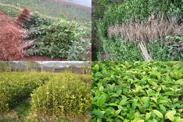 桂花刚种下需要注意什么1685493112878