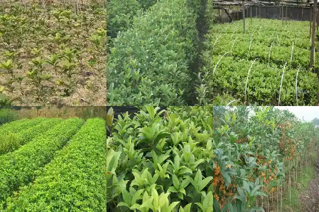 桂花一年开三次是怎么回事儿呀1688861897520