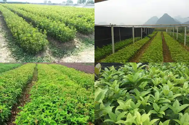 百年桂花树市场价格表1689727124134
