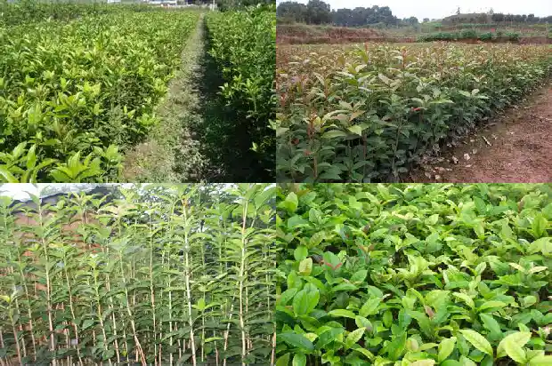 大门口有桂花树好不好1685493199097