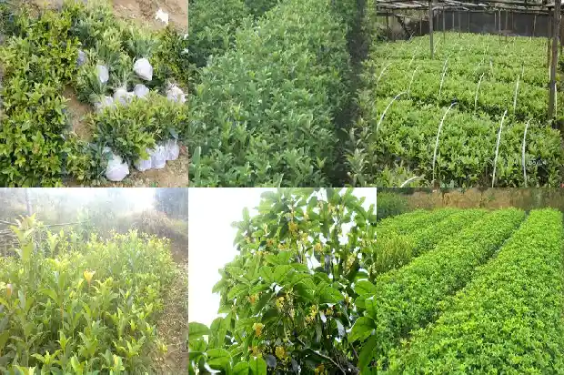 大门口有桂花树好不好1685493199144