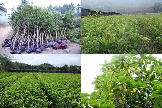 大门口有桂花树好不好1685493199192